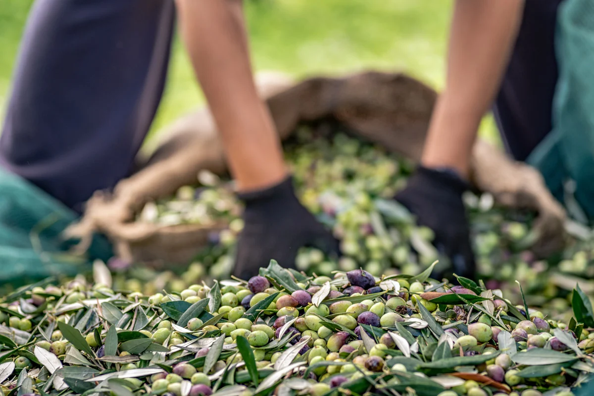 Terre Mariotti Harvestbyhand